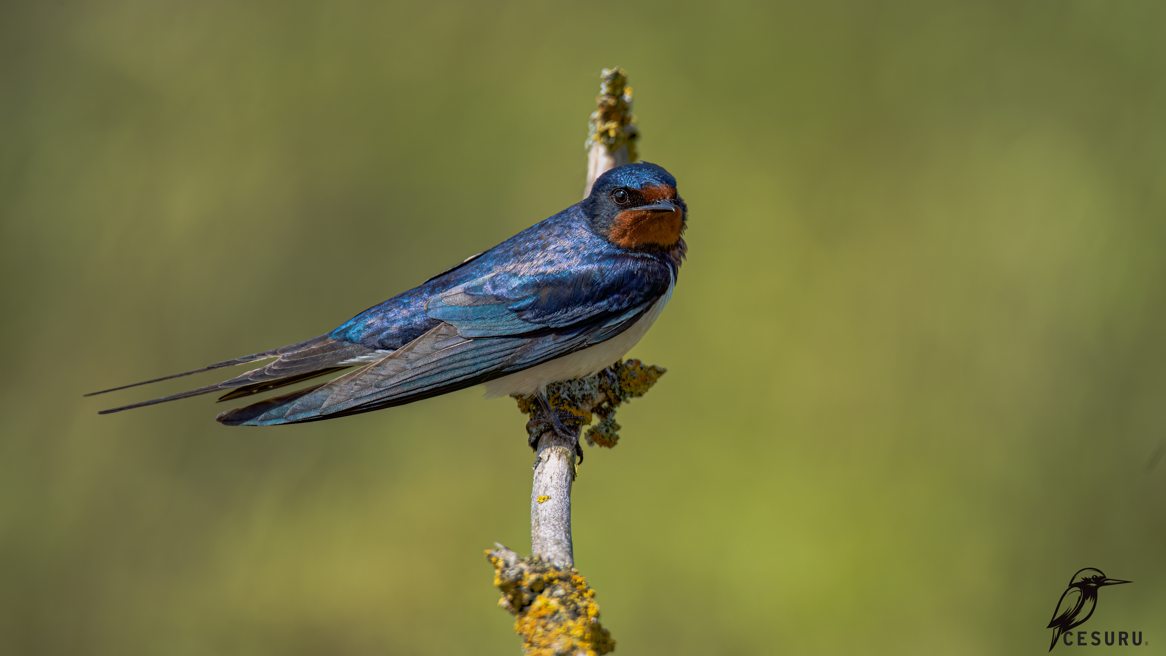 Barn Swallow
